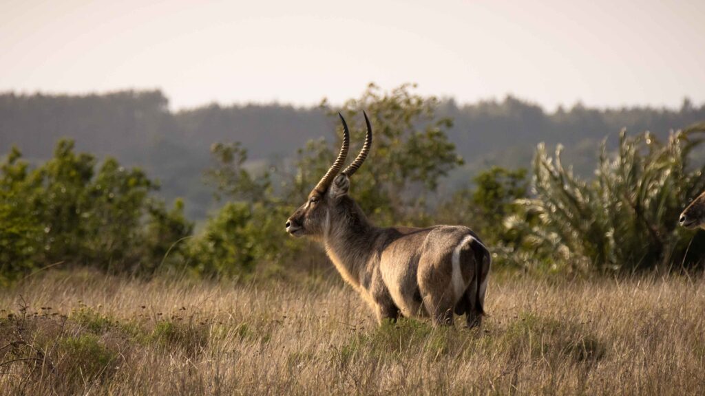 best places to visit south africa - iSimangaliso Wetland Park, KwaZulu-Natal